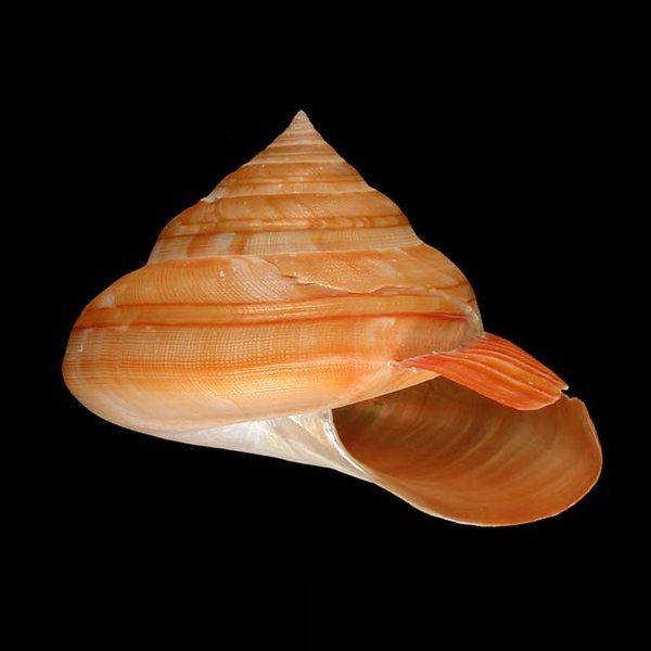 File:Seashell Bayerotrochus boucheti.jpg