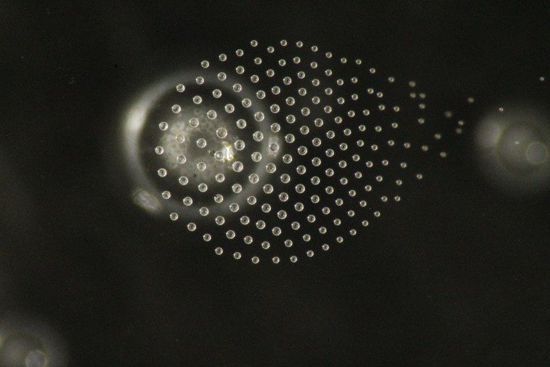 File:Self-assembled droplet cluster.jpg