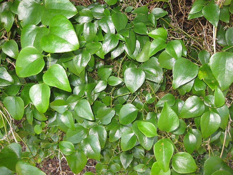 File:Smilax rotundifolia 8.JPG