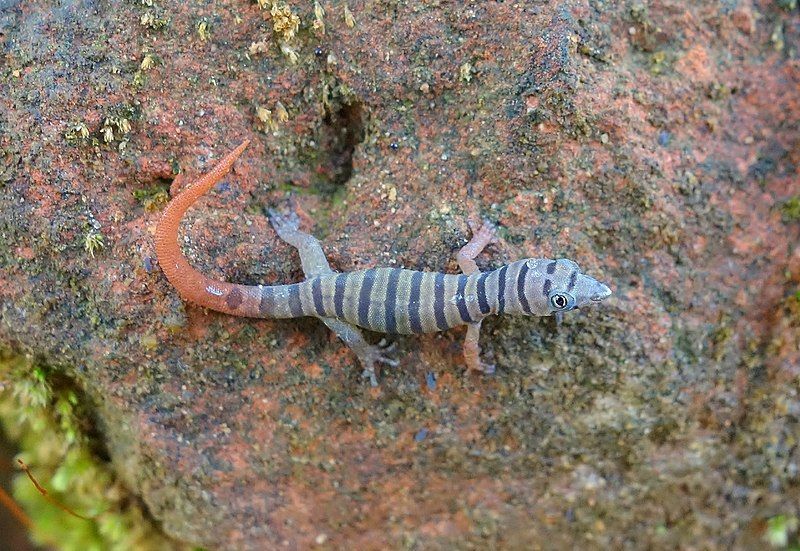 File:Sphaerodactylus elegans.jpg