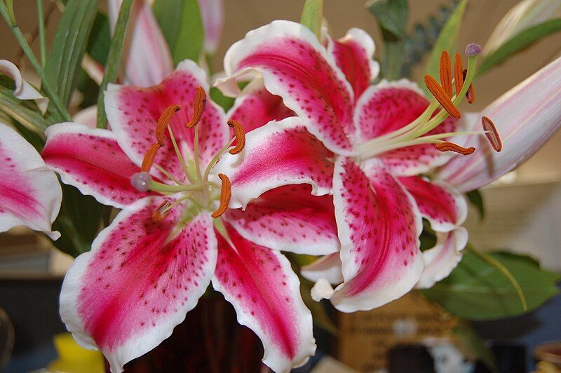 File:Star Gazer Lily.JPG