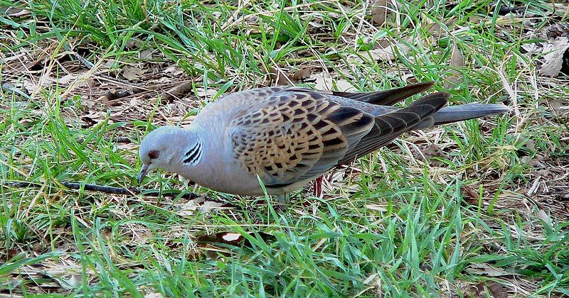 File:Streptopelia turtur01.JPG