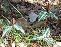 Normal color Trillium decipiens, Jackson Co. FL, Feb. 2004.