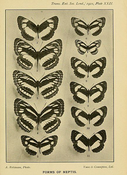 File:TransEntSocLond1921Plate22.jpg