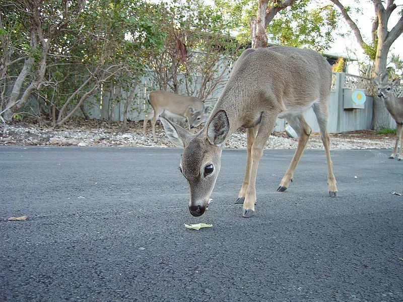 File:Truekeydeer.jpg