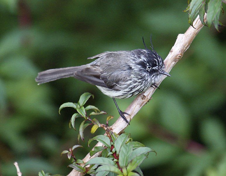 File:Tufted Tit-Tyrant.jpg