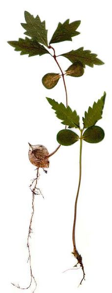 File:Ulmus laevis seedlings.jpg