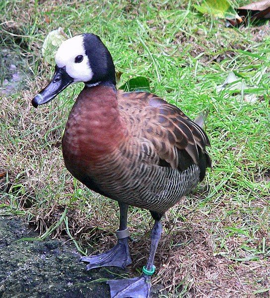 File:White-faced Whistling Duck.jpg