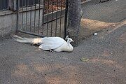 (Albino) Indian peafowl