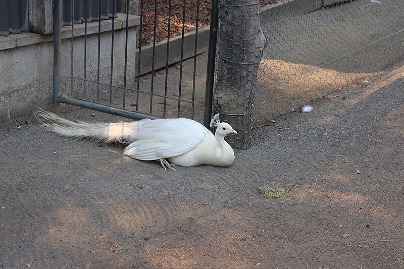 File:White Peacock 1.jpg