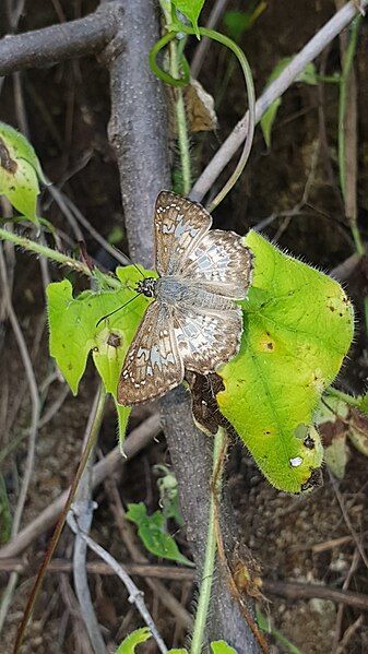 File:Zobera marginata 225989913.jpg