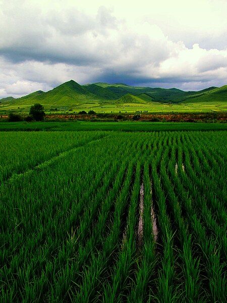 File:东北大雨过后的稻田.jpg