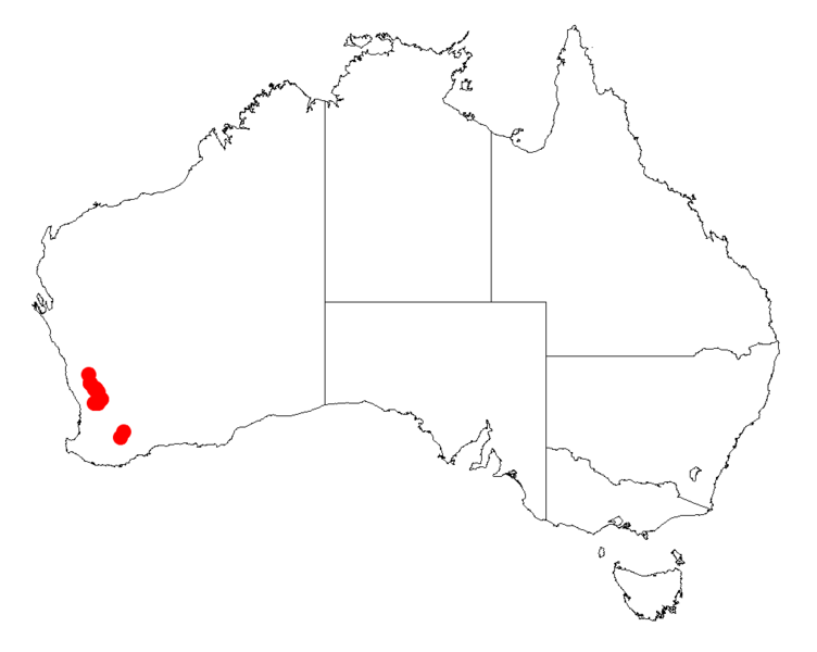 File:Acacia trinalisDistMap907.png