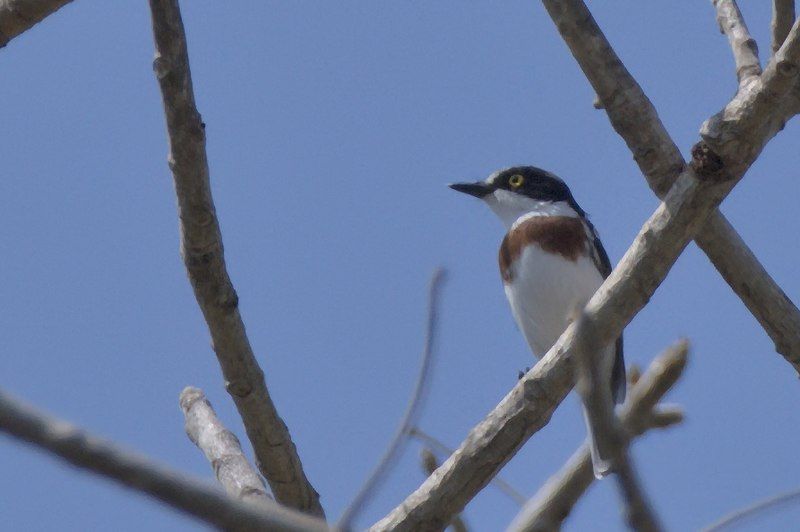 File:Angolan Batis female.jpg