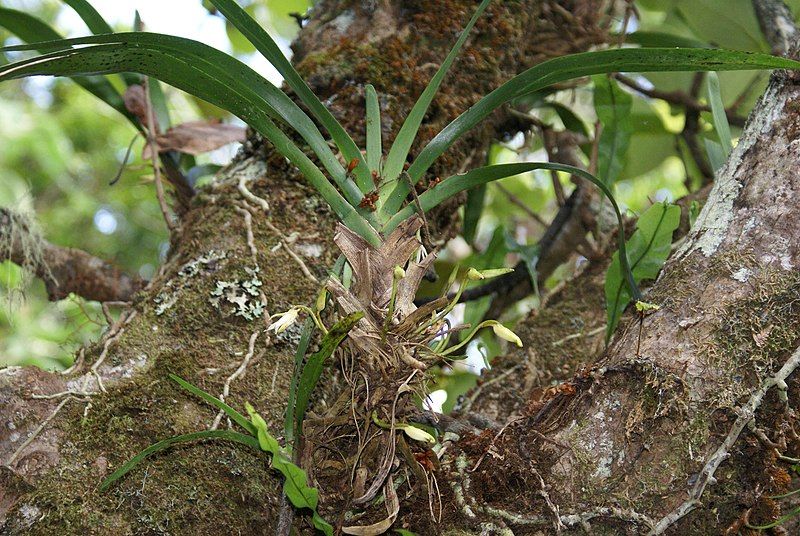 File:Angraecum borbonicum.JPG