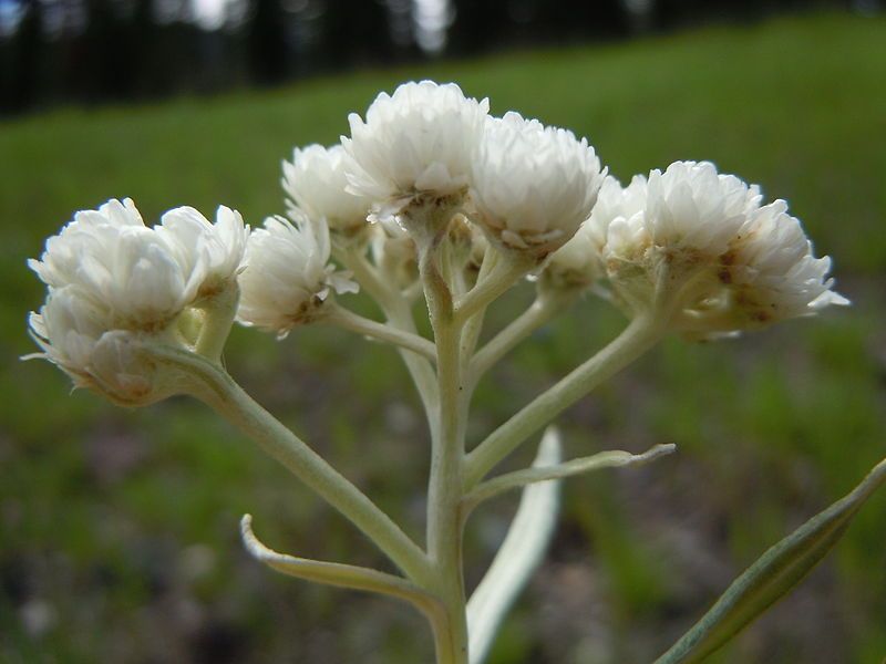 File:Antennaria anaphaloides (8043552094).jpg