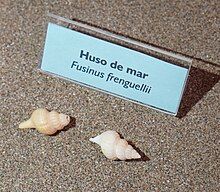 A photo of two shells of a species of sea snail in front of a small display sign identifying the species