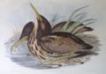 Australasian bittern