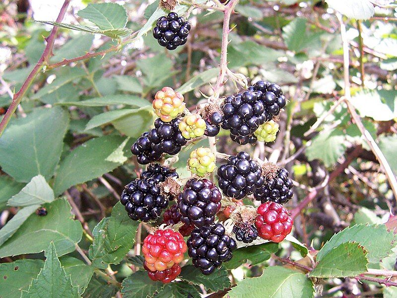 File:Blackberry fruits14.jpg