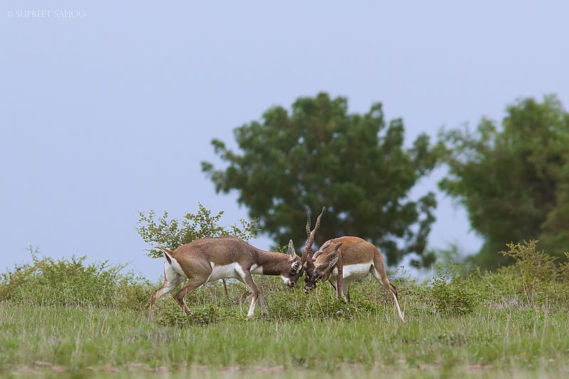 File:Blackbucks Sparring.jpg