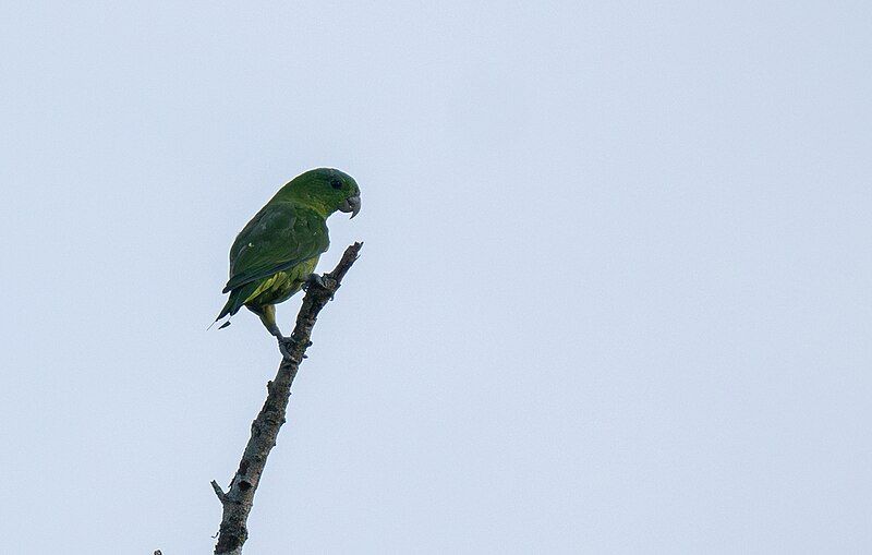 File:Blue-crowned Racquet-tail.jpg