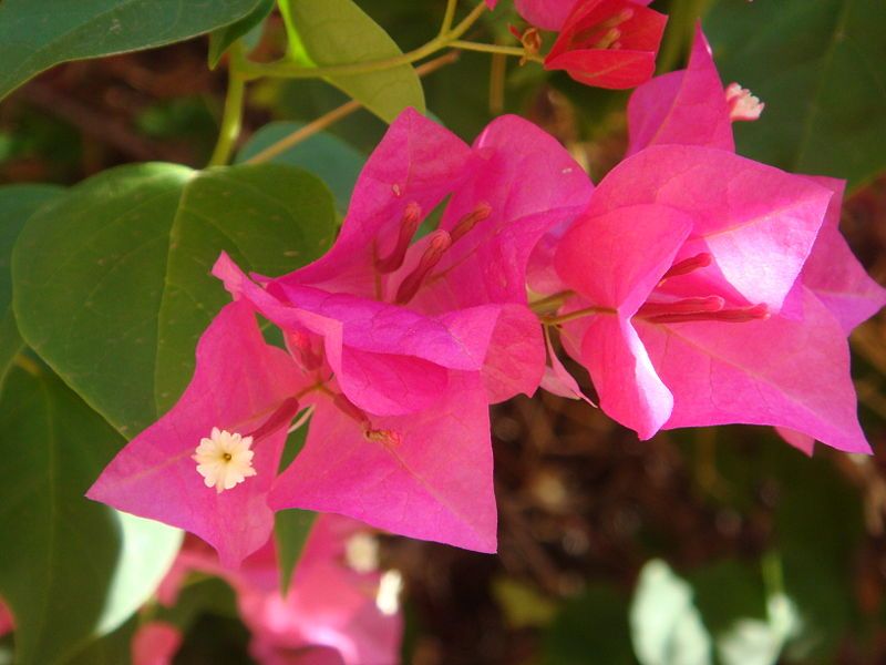 File:Bougainvillea-buttiana-20070910-2.JPG