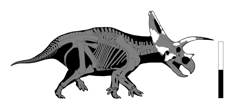 File:Bravoceratops skeletal.png