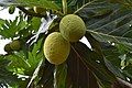 Artocarpus altilis