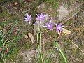 Brodiaea californica flowers