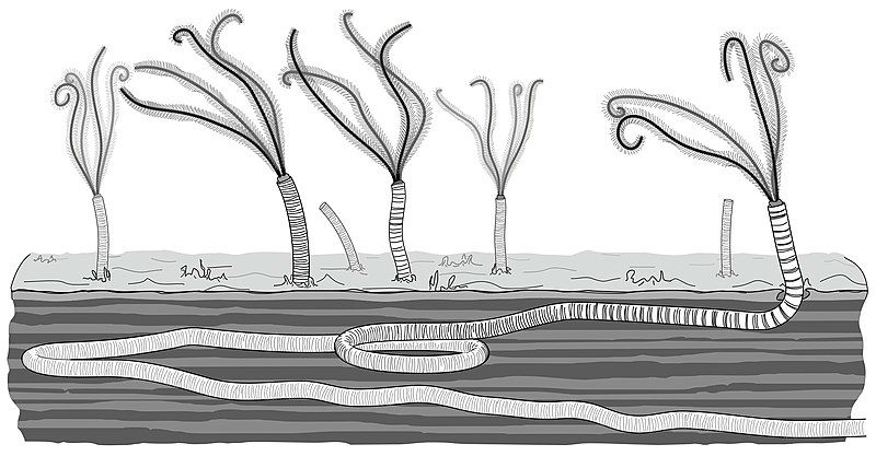 File:Calyptrina striata sketch.jpg