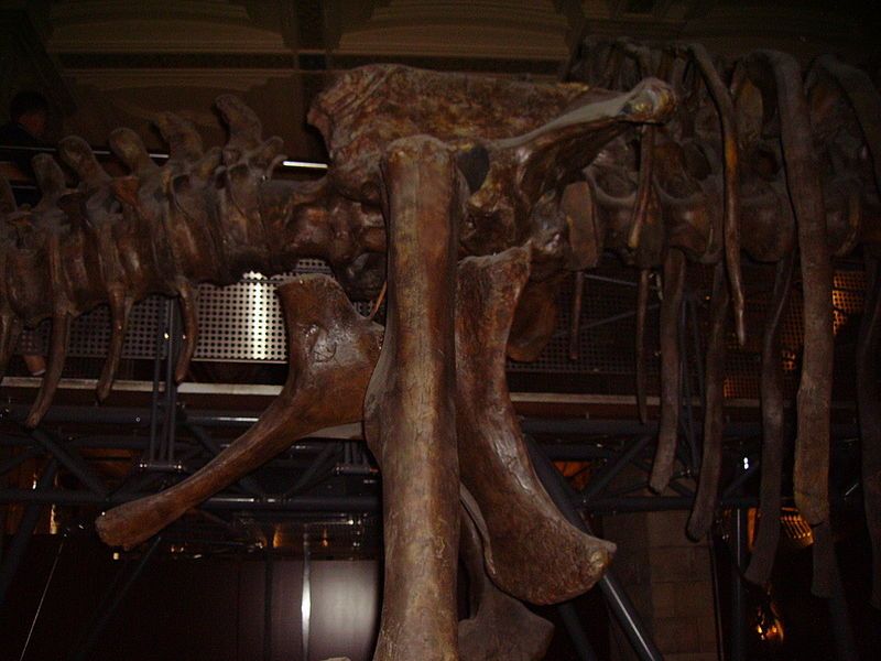 File:Camarasaurus pelvis NHM.JPG