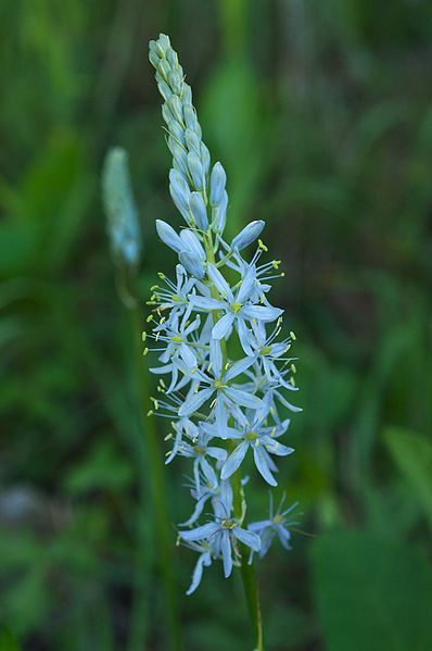 File:Camassia scilloides Ozarks.jpg