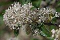 Inflorescence of above, Upper Crossing Trail, Bandelier