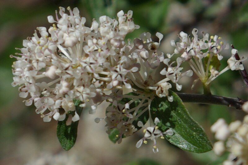 File:Ceanothus fendleri1.jpg