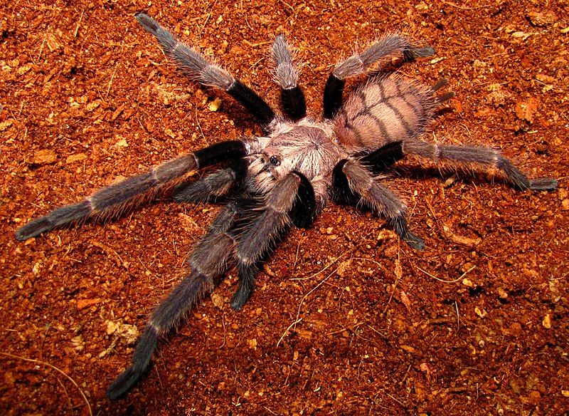 File:Chilobrachys fimbriatus female.jpg