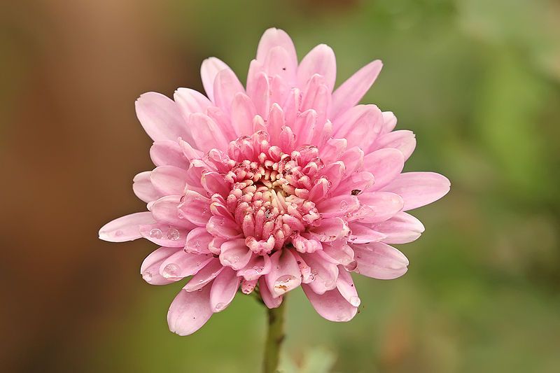 File:Chrysanthemum sp.jpg