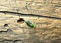 Chrysis nitidula near a S. cristatus nest in Big Pine Creek, CA