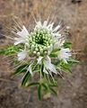 White flowers