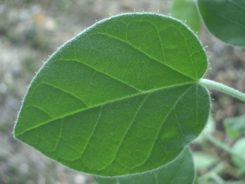 File:Croton ciliatoglandulifer-leaf.jpg