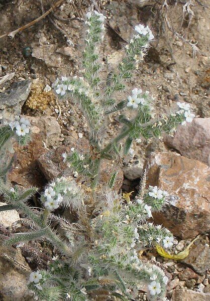 File:Cryptantha utahensis close.jpg