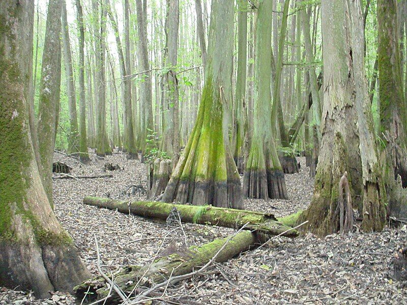 File:Cypress Swamp 2.jpg