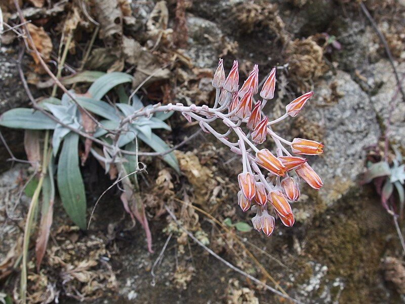 File:Dudleya nubigena 256038419.jpg