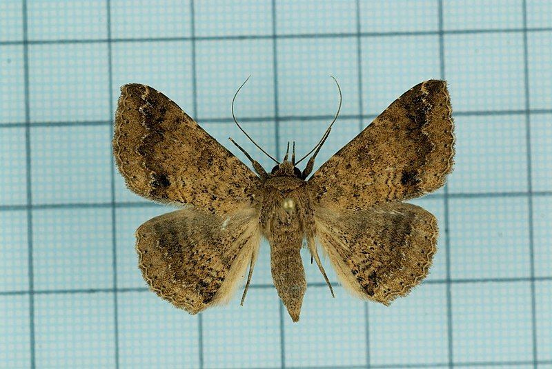 File:Ericeia pertendens.jpg