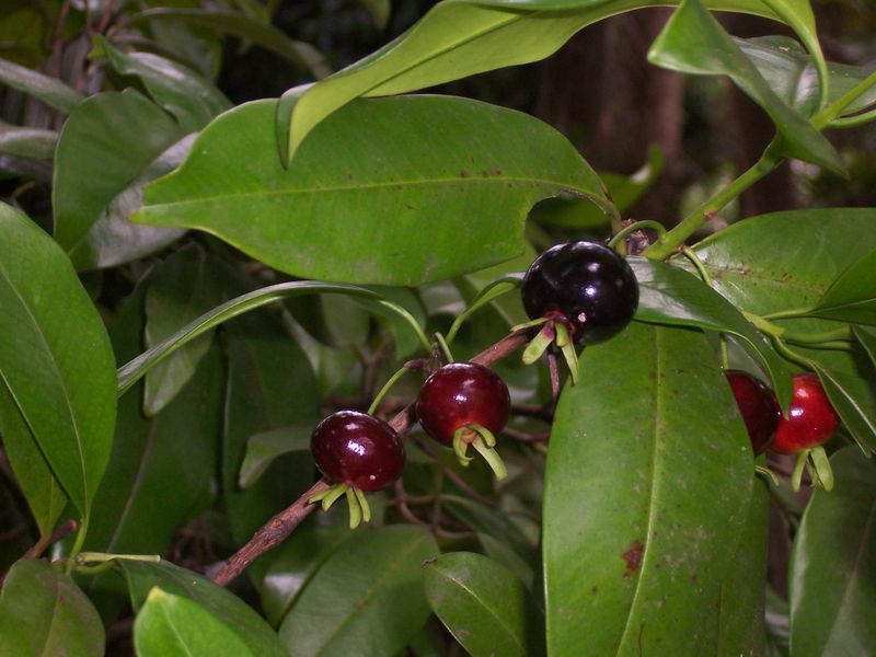 File:Eugenia brasiliensis.JPG