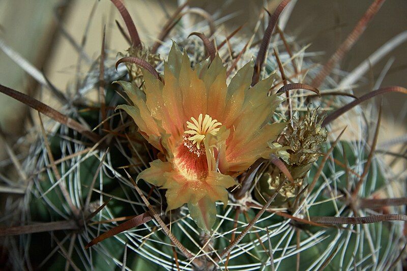 File:Ferocactus santa-maria-IMG 1931.jpg