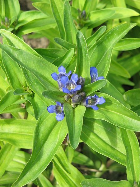 File:Gentiana cruciata02.jpg