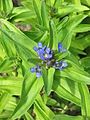 Gentiana cruciata