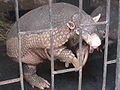 Giant armadillo from Colombia