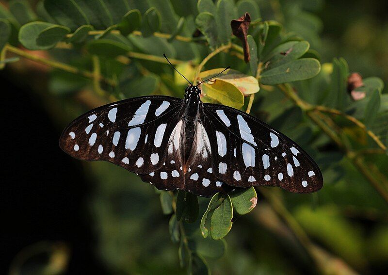 File:Graphium leonidas 294A3845.jpg