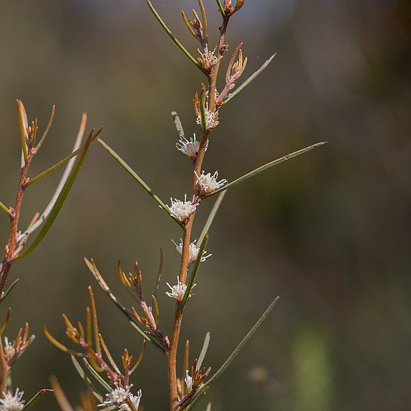 File:Hakea carinata 67372638.jpg